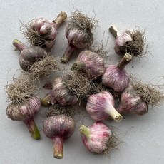 국내산 대서마늘 햇마늘 마늘, 10kg(특대), 1개