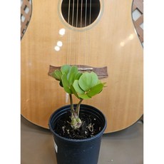 팅커벨 멕시코소철(소), 1개