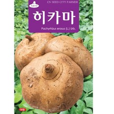 영농사 히카마 씨앗 50립 얌빈 멕시코 감자씨, 히카마씨앗, 2개