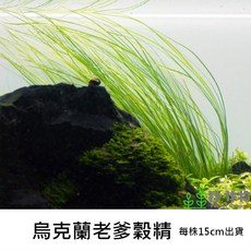 林作物 烏克蘭老爹穀精水草 ADA造景推薦 稀有後景綠色水中葉 每株約15公分, 每份單1株（每株至少5根鬚，長15cm）