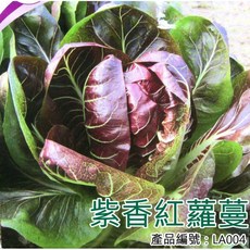 【醬米資材】DIY種子栽種 紫香紅蘿蔓(蒿苣) 盆栽蔬菜 家庭園藝, 1個, 紫色