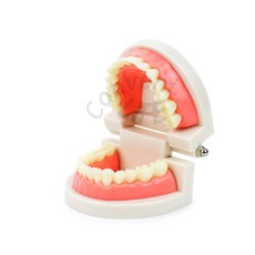 컨비니라이프 치아모형 이빨