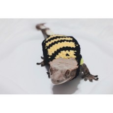 뜨개코할미 크레스티드게코 크레옷 크레스티드게코꿀벌옷 꿀벌뜨개니트 뜨개옷 도마뱀옷 도마뱀뜨개옷 도마뱀소품, 1개