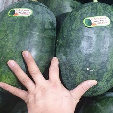가람상점 맛없는 수박 쥬스용, 1개, 하우스 미니 수박 꼭지없음 3~4kg