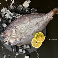 신안 지도 반건조민어35cm내외) 민어건정 통치 민어굴비 (가정용 선물용), 1개