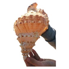 대형 나팔고둥 엔틱 천연장식품 수조 장식 소라 껍데기 고동