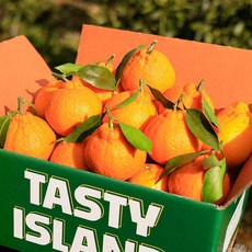 제주 고당도 한라봉 실속형 선물세트, 1박스, 5kg 중대과(15-24과)