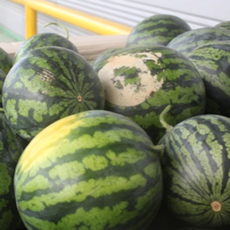 가정용 고당도 못난이 수박, 1박스, 7kg