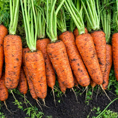 이른밭 국내산 제주 구좌 흙당근 햇 당근 제주당근, 1개, 3kg 중