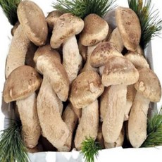 은은한 송이 향 송향버섯 500g 무농약 솔송화버섯 효능 버섯구이 산지직송, 파지 송향(송화) 버섯 500g, 1