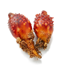 싱싱한 통영 생 멍게 제철 산지직송 자연달다, 1개, 통영 활멍게 1kg