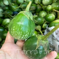 마크아 (1KG) 태국가지 커밋 마크어 국내산, 1개, 1KG