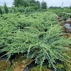 충주원예조경 / 진백 / 40~50cm, 1개