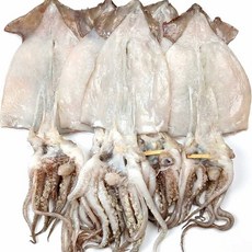 반건조오징어 5미 350g부터, 5개, 900g~ 1,0kg