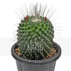 꽃사랑식물나라 피코 원통형선인장 마밀라리아계 긴가시 돌기선인장 구형