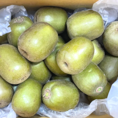 국산제주 레드키위 식이섬유 비타민C 부드럽고 달콤한 과일, 1세트, 1.5kg대과[70-90g 내외]