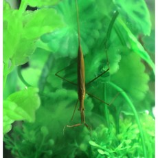 게아재비 수서곤충 1마리, 1개, 게아재비 1마리