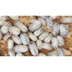 [70종] 등각류 분해생물 쥐며느리 톡토기 비바리움 교육용, 1세트, 그라눌라툼 매직포션 5마리