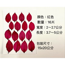 乾燥花 染色草 染色聖誕紅 台灣商家 押花畫材料