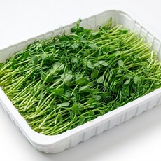 야채왕 완두순 (500g), 500g, 1개