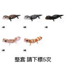 M.M小舖 BANDAI 生物大圖鑑 轉蛋 扭蛋 藍舌石龍子 西非肥尾守宮 蜥蜴 石龍子 守宮 模型 全5款, 1個, 整套(金額550，下X5)2I112