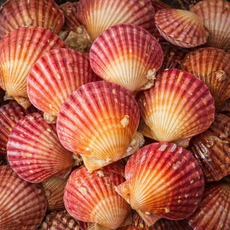 [최상급원물] 통영 당일조업 비단 홍가리비, 1박스, 1kg