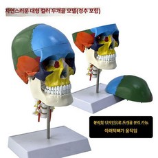 두개골모형 인체 얼굴 인체사이즈 경추 해부학 실습 머리 신경 머리뼈 뇌 근육 교육7541, 내추럴 사이즈 컬러풀 두개골 경추 포함, 1개, 기본 색상