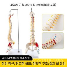 척추 모형 요추 인체 해부학 의료 교육용 디스플레이 해부모형 신경계 골반 관절, 근육 시작점과 끝점 + 대퇴골두 포함 45cm