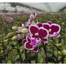 [신라난농원]호접란 블랙라벨.크라운.예쁜와인색의핑크색립프.신상품.고급종.귀한상품.인기상품.초특가.필독뒷사진참고., 1개