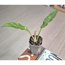 (서리) 필로덴드론 링오브화이어