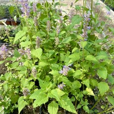 배초향 향기좋은모종 방아모종 3치포트, 1개