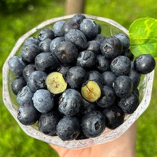신선한 생 블루베리 미국산 블루베리 생과 칠레산블루베리 미국블루베리 칠레블루베리, 8개, 125g 특대