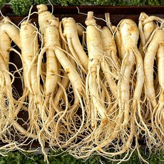 금산 직배송 세척 수삼 난발삼, 1개, 300g