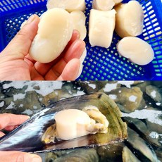 키조개 관자 냉동 슬라이스 가이바시 게아지살 꼭지살 관자회 국내산 요리 구이용, 1개, 500g