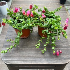 카랑코에 코랄벨 사랑스러운 꽃 1+1 꽃은시기에따라없을수도있음 올플랜츠, 1세트