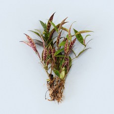 마이플랜트 골드세피아 세척 모종 소형 수경재배식물, 1개