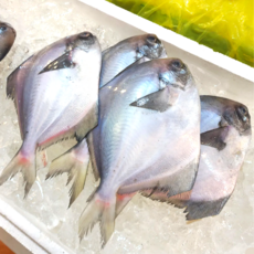 [산지직송] 국산 최상급 병어 생물 손질 1kg 4미 횟감 조림 구이 제수용, 1개, 병어 구이용 1kg