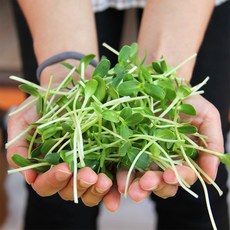 자연미가 어린잎채소 500g /친환경 무농약인증, 1개