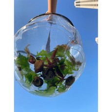 투명 바다생물 채집가방, 1개