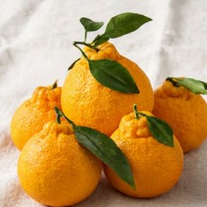 특품 당일아침수확 고당도 제주 한라봉, 1박스, 3kg (특품)