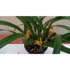 [신라난농원]막실라리아.바리아빌리스 나나.꽃대.향기좋아요.꽃과벌브가 귀엽습니다.재입고.필독뒷사진참고., 1개