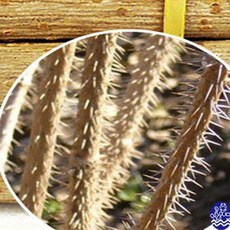 산 오가피 나무 100g X 10 bes+56317zo