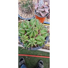 팅커벨 만청옥 대품, 1개