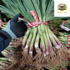 국내산 잎마늘 풋마늘 흙풋마늘 1단, 1개, 흙 풋마늘 2kg