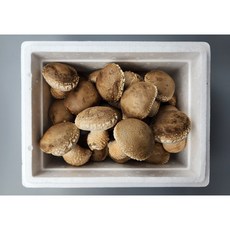 [송화버섯] 프리미엄 선물용 특 1kg, 1박스, 가정용 {1kg}