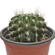 꽃사랑식물나라 남미네오 네오포르테리아 남미꽃선인장 가시 구형 인테리어 식물키우기