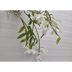 [신라난농원]덴드로비움.아노스뭄 알바.(흰색.백색.깨끗한색).석곡.아주좋은향.우아한 백색의 꽃.향수통에 빠짐.고급종.인기상품.필독뒷사진참고, 1개