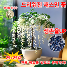 빠른 배송 150/300 행인 자스민 쟈스민 꽃나무 향기로운 재스민 강렬한 향의 매달린 재스민 씨앗 초높은 발아율 향기가 멀리 재스민 사은품 랜덤 증정, 50개