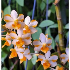 [신라난농원]Vandaenopsis pulcherrimin.반데납시스 플체리민.예쁜흰색에 노란색꽃.고급종.인기품종.재입고.필독뒷사진참고, 1개