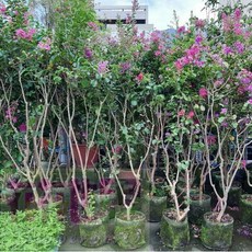 落葉喬木 紫薇-九芎 美植袋 高6尺, 1個